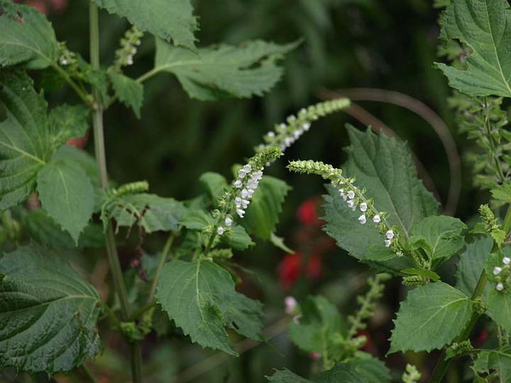 P9128259