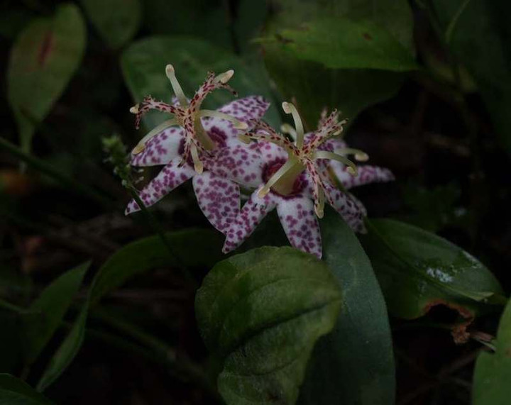 P9228725yamajinohototgisu