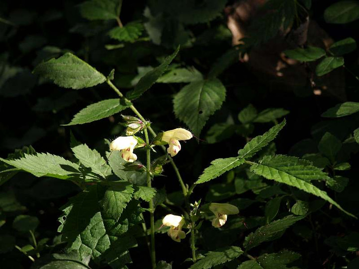 P9228776kibanaakigiri_zenntai