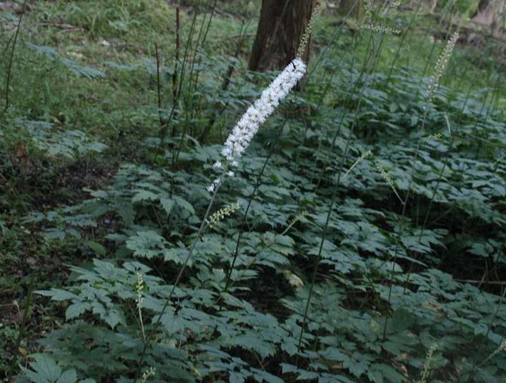 P9239466sarasinasyouma