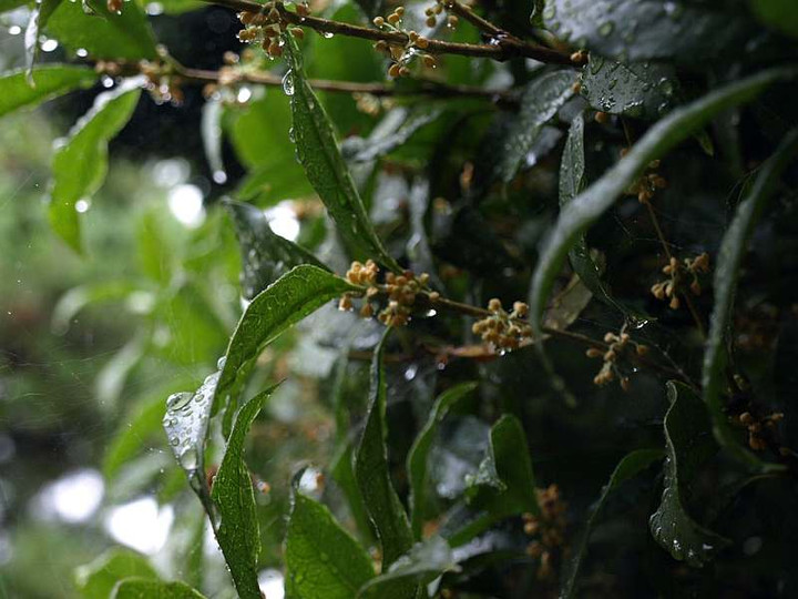 Pa051031