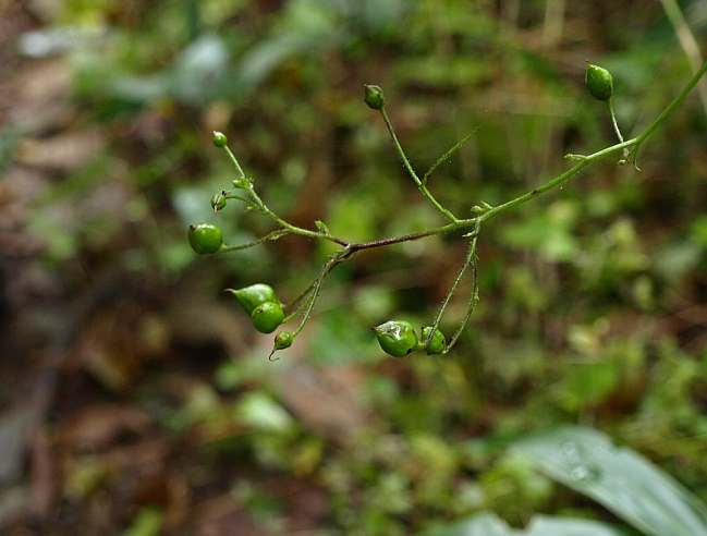 Pa040710hinanousutubo