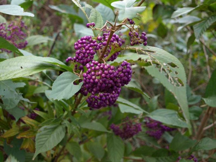 山好き、花好き : 10月下旬に見た木の実、その2