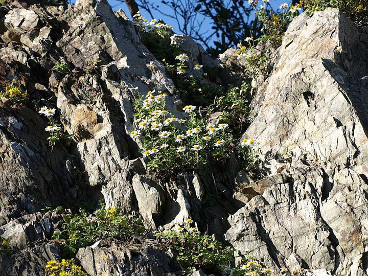 Pb305361iwabano_kiku