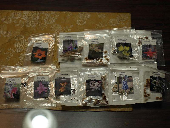 Pc136463kyuukonnno_tanetati