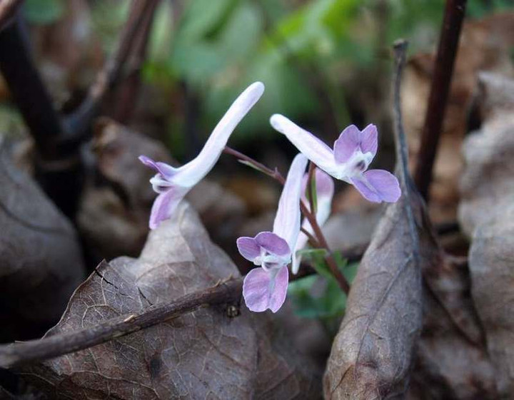 Pc196963jirobouenngosaku