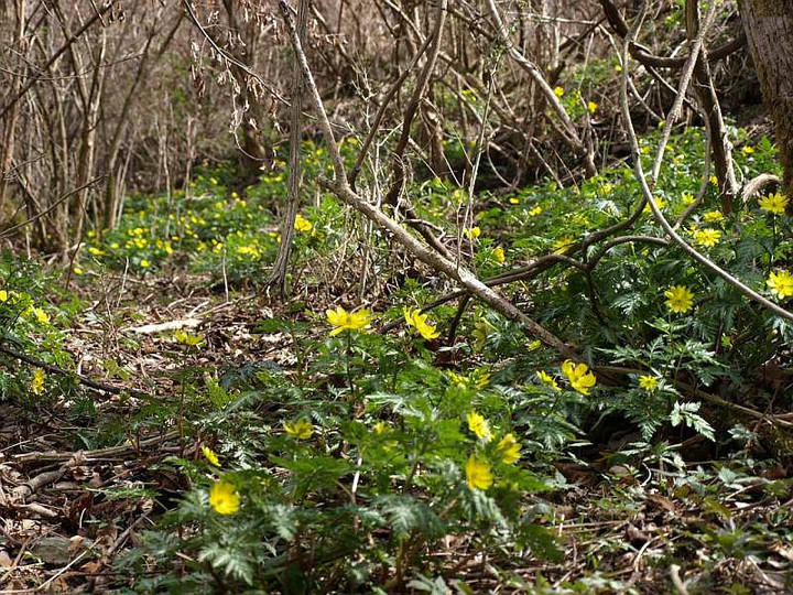 P3216554_2hukujyusou