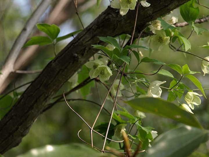 P4273134sirobanahannsyouduru