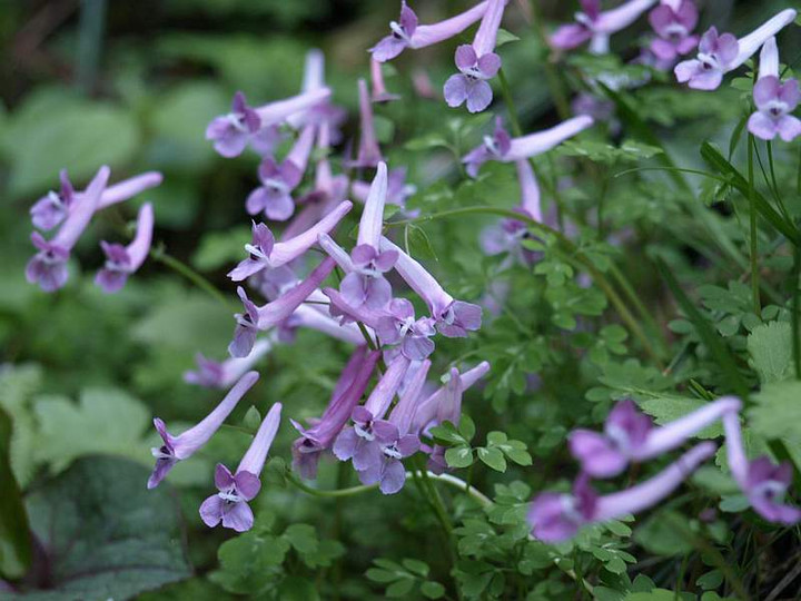 P4293424jirobouenngosaku