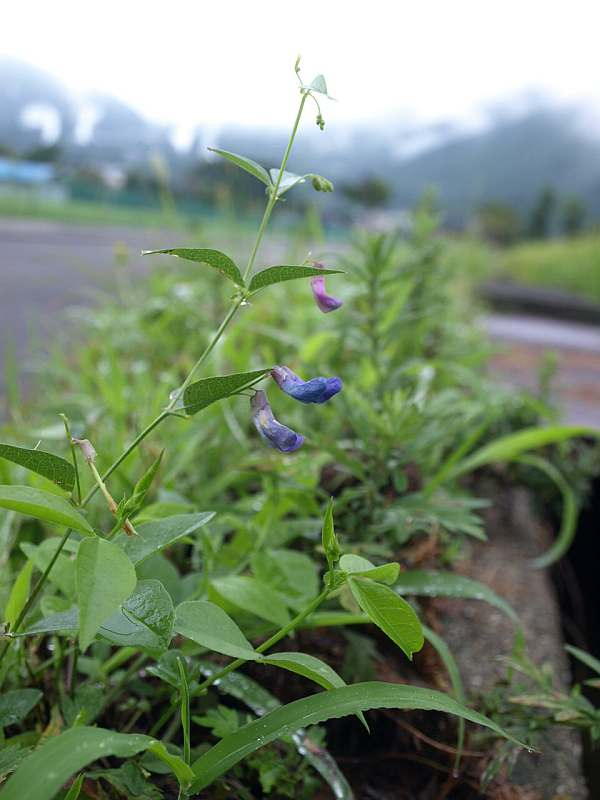 P8297200nantennhagi_bi