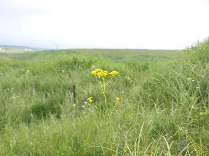 P8297434ominaesi