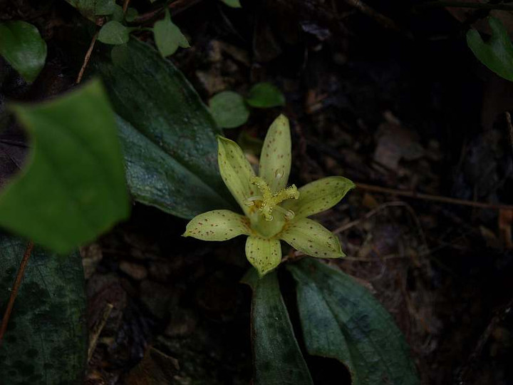 P9228742tyabohototogisu