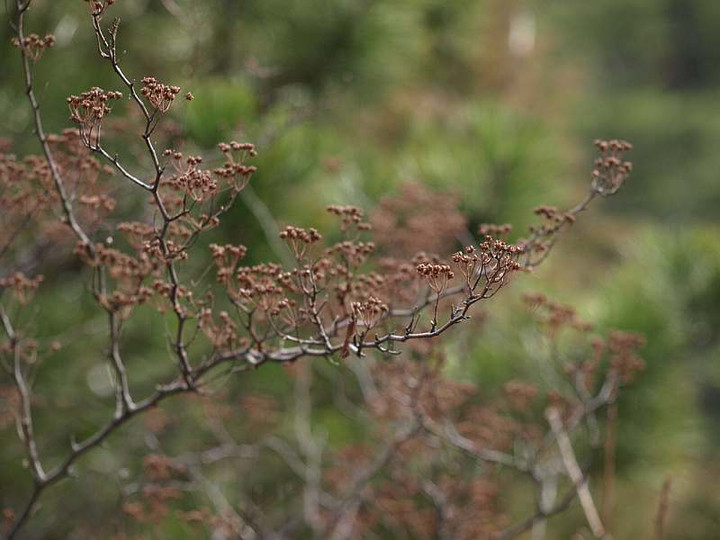 P1117906