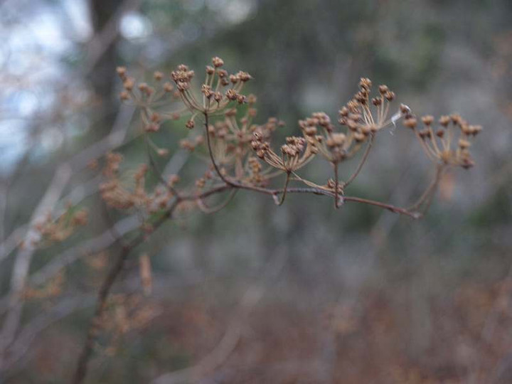 P1117994