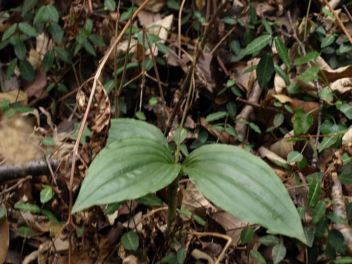P1118062
