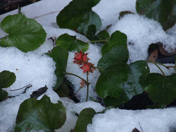 P1178370