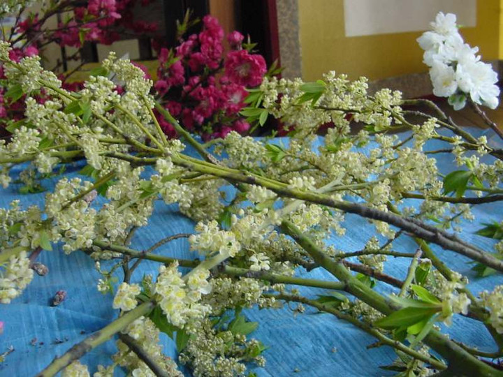 Dsc02520