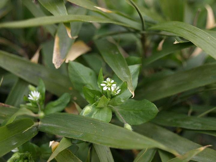 P1238515