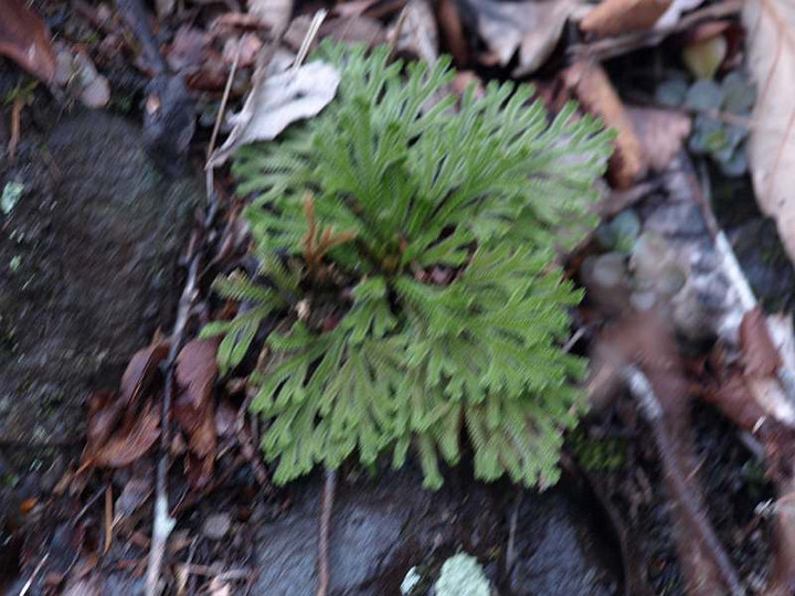 P1238538