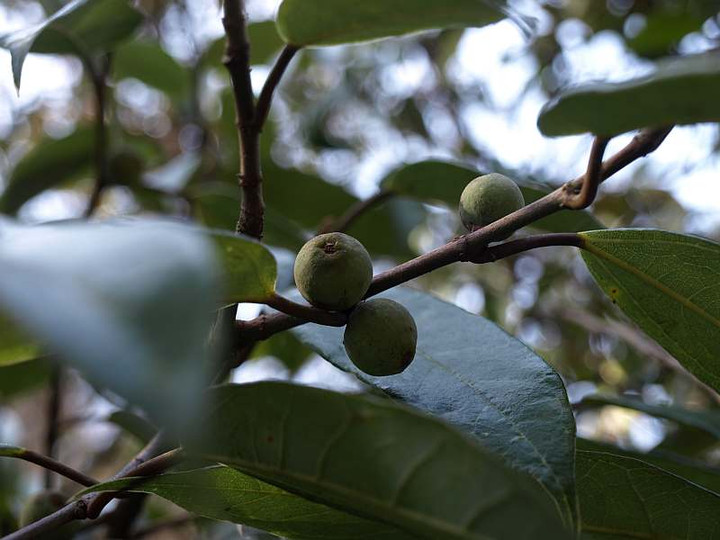 P2029229