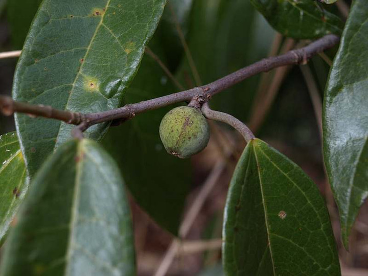 P2029237