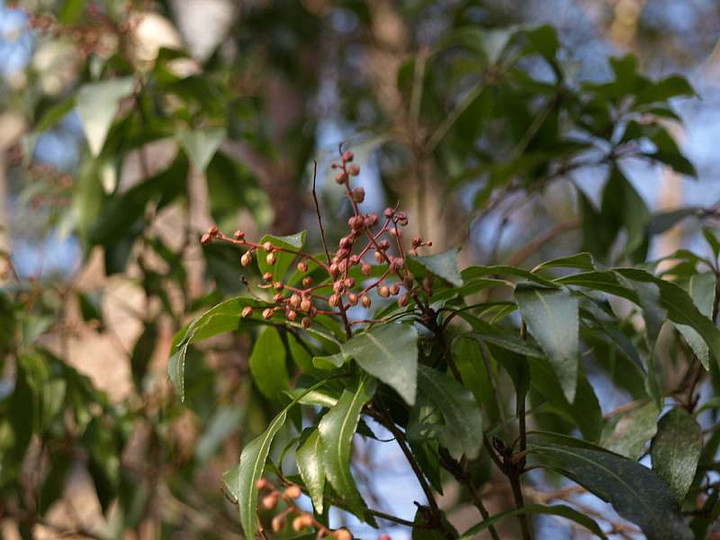 P2029418