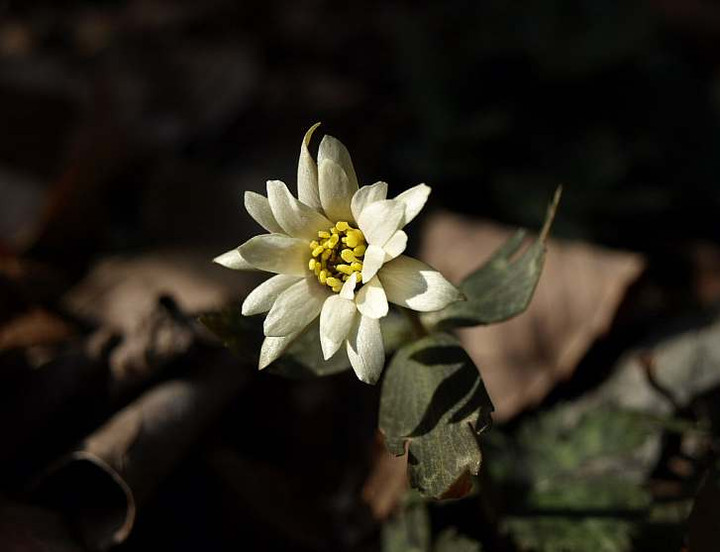 P2089720