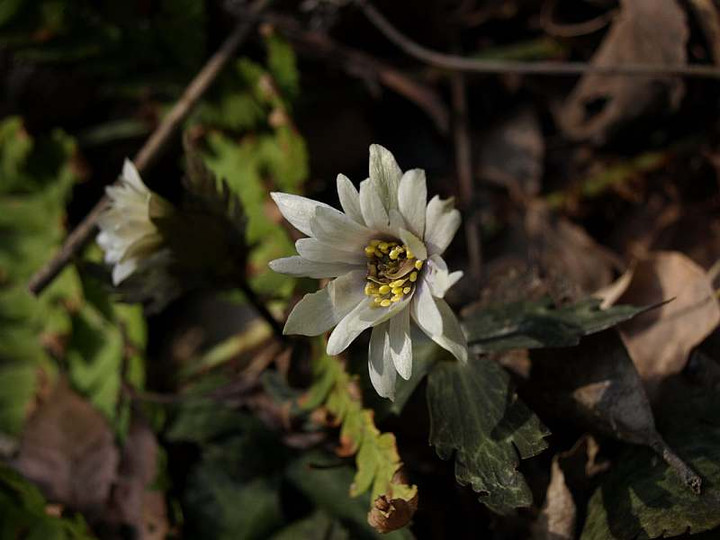 P2089726