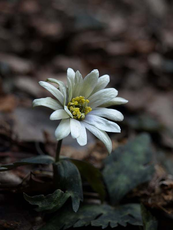 P2089749
