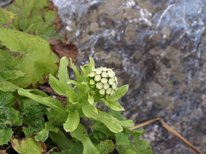 P2099830
