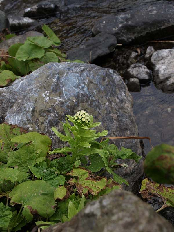 P2099831