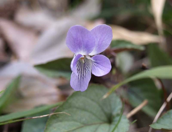 P2130095