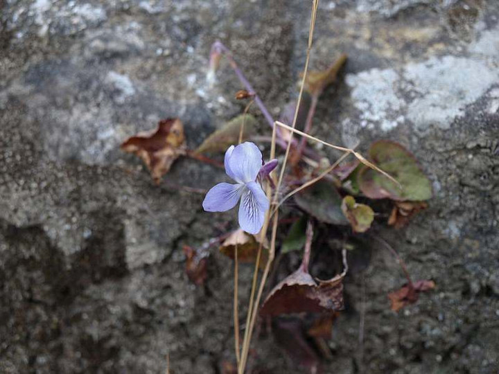 P2130129