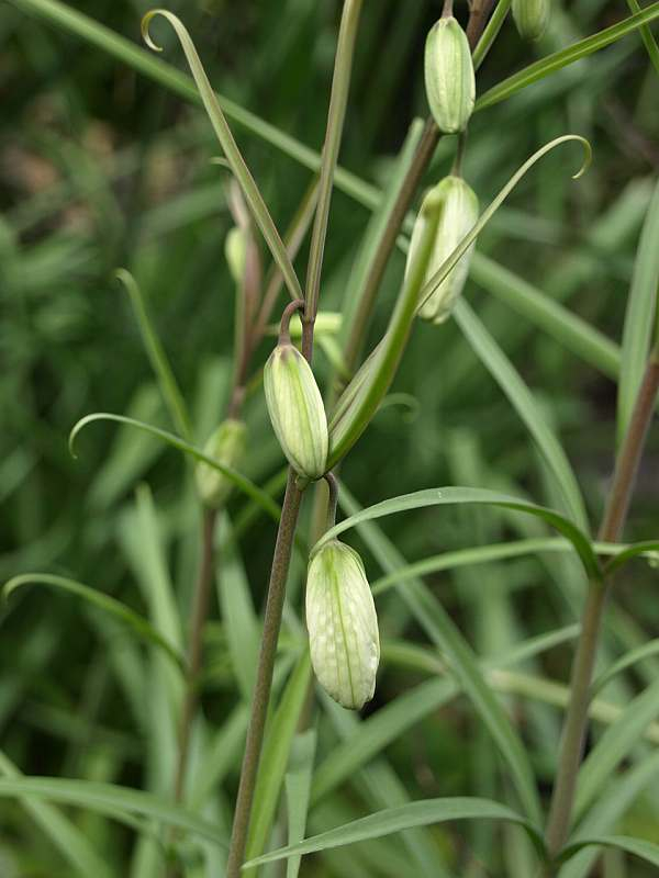 P30515811