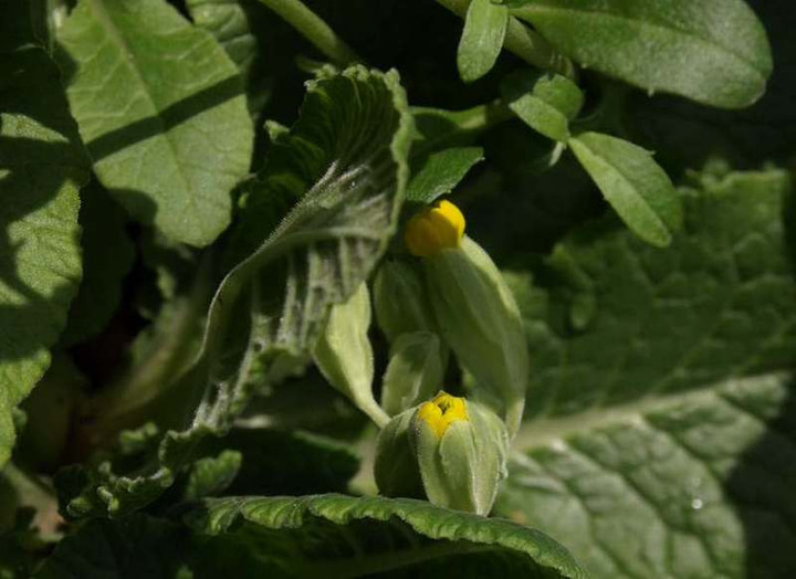 P3234475