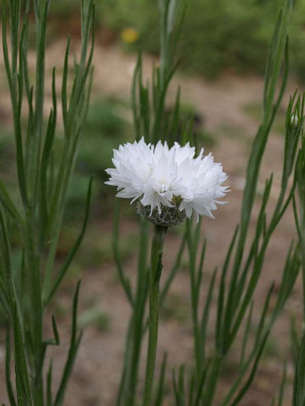 P3275228