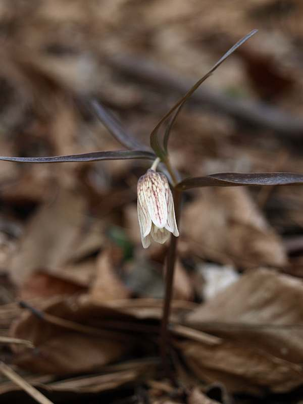 P3295559