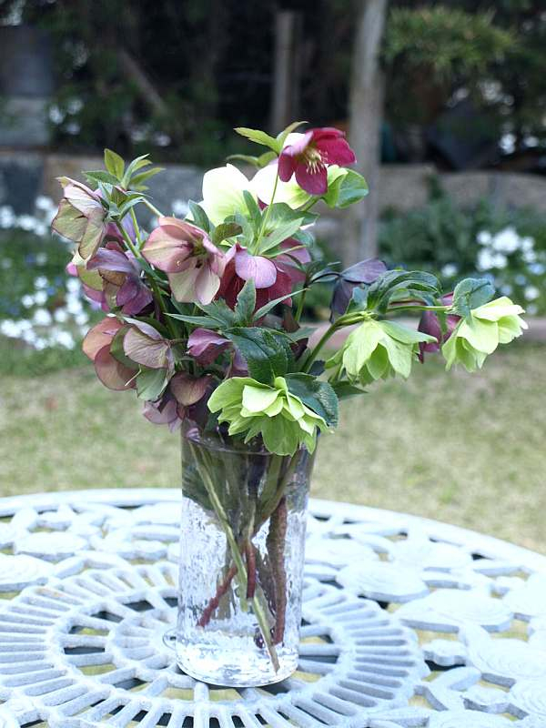 クリスマスローズページ クリスマスローズ 『dd オレンジ』 開花株 C2