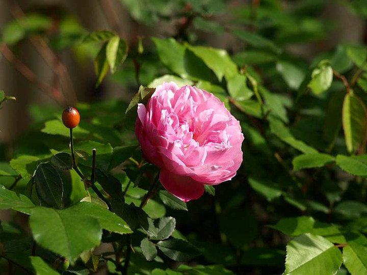 P4036309