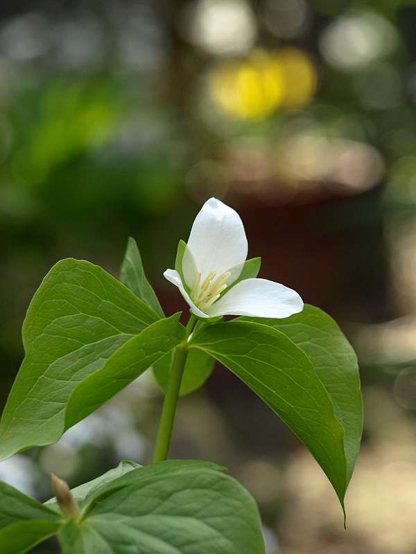 庭の四季を綴る : オオバナノエンレイソウ開花