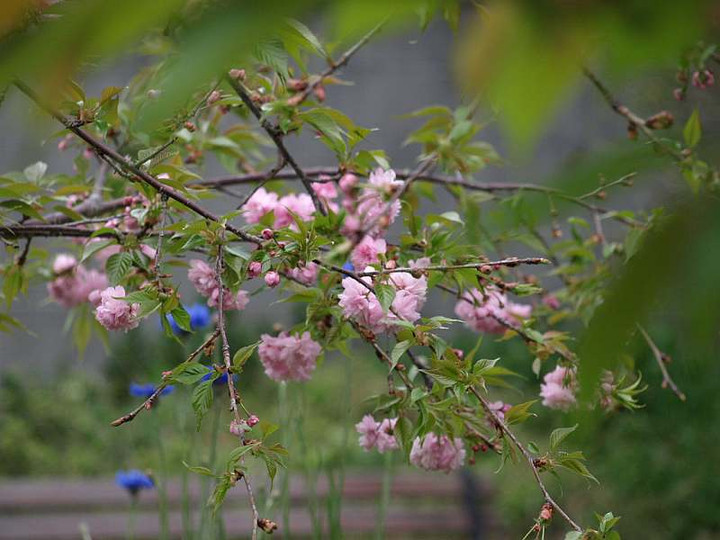 P4148733sidare_sakura