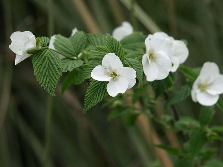 P4148669