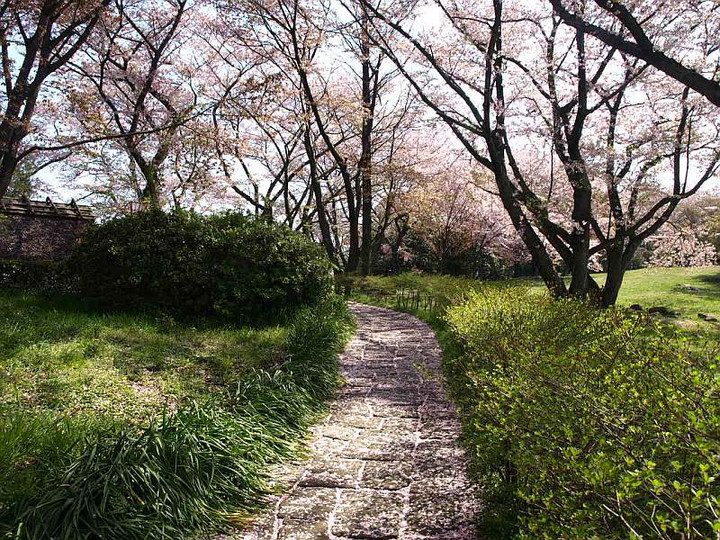 P4127894sakurato_isidatami