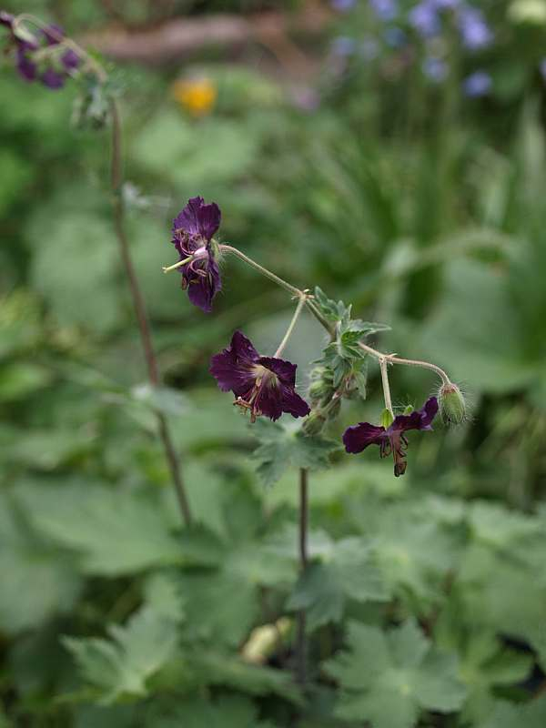 P4220996