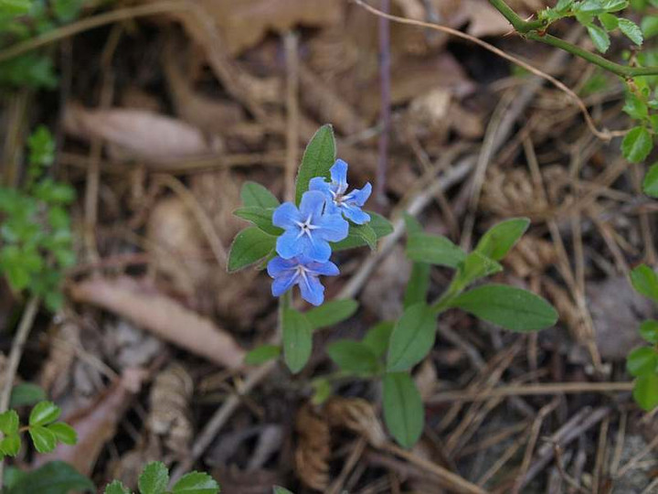 P4180063hotarukazura