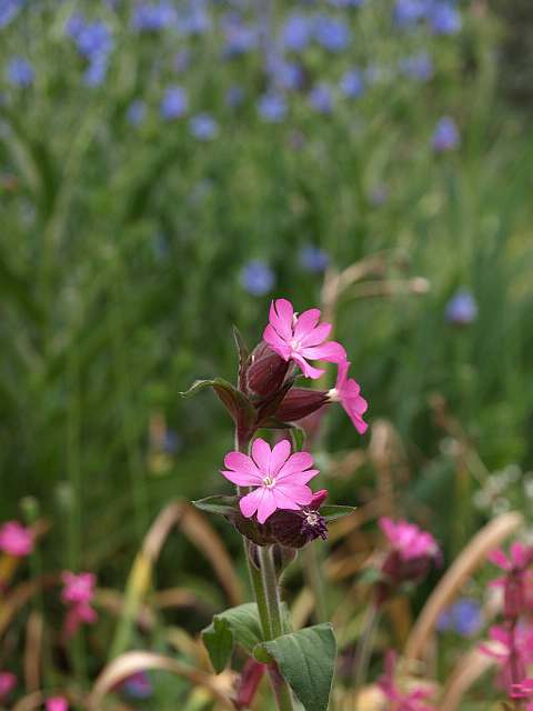 P4241227