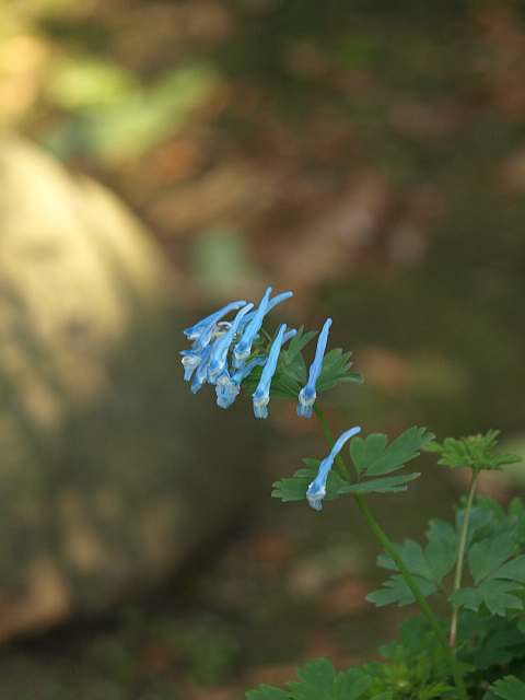 P4271893