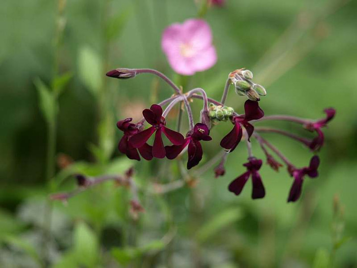 P5066511