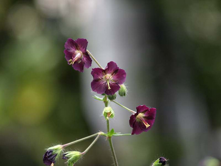 P5066513