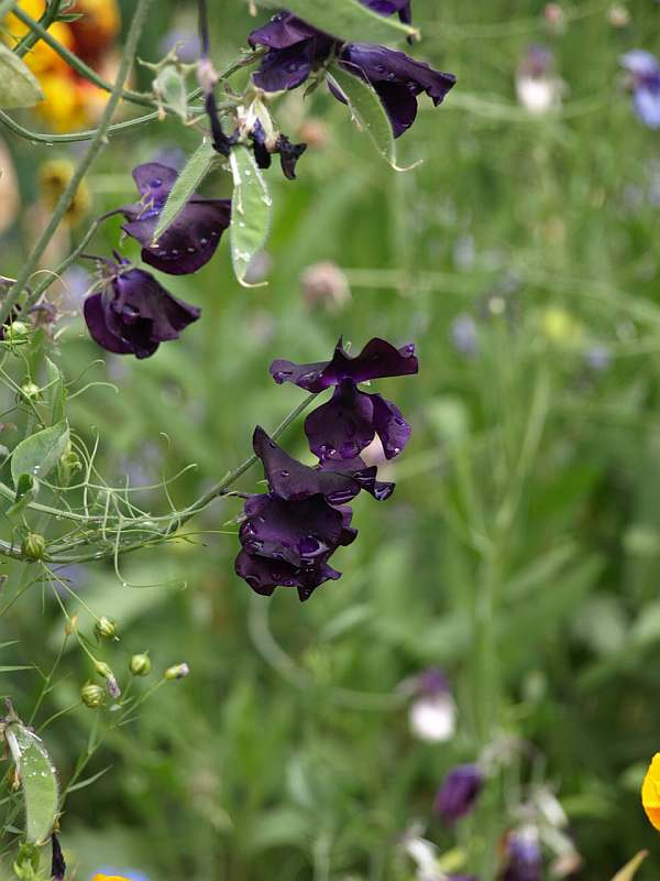 P5066565